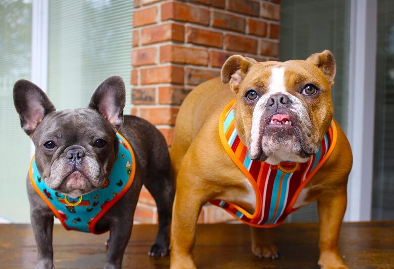 The breed profile of a French bull dog if you are considering a Frenchie
