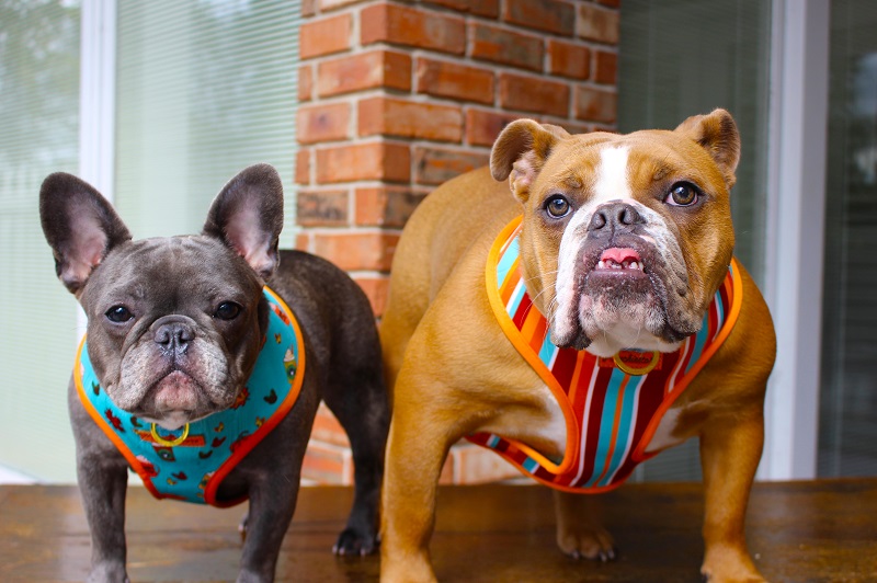 The breed profile of a French bull dog if you are considering a Frenchie