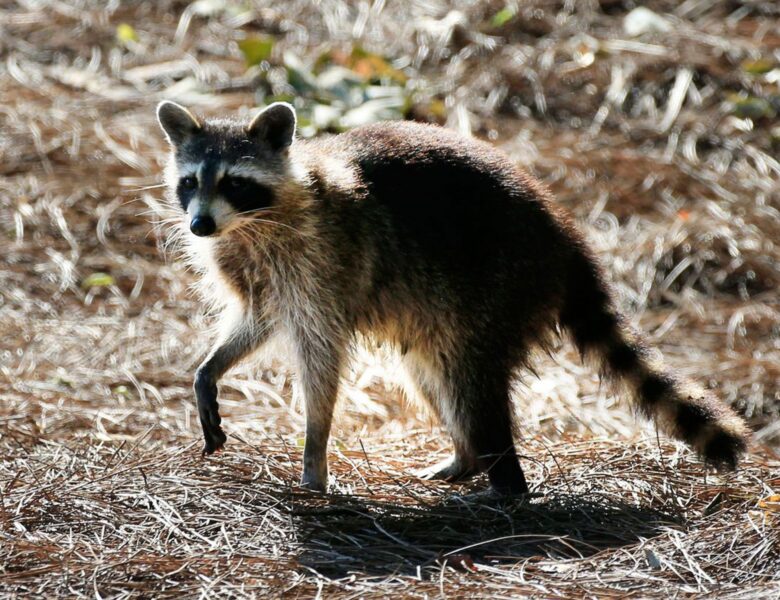 The Chances of Encountering a Rabid Racoon May Be Higher Than You Expect