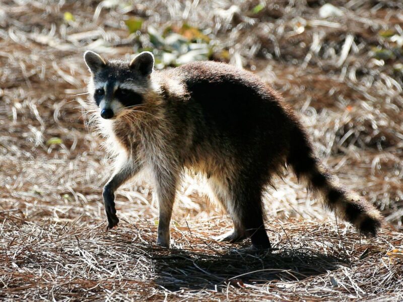 The Chances of Encountering a Rabid Racoon May Be Higher Than You Expect