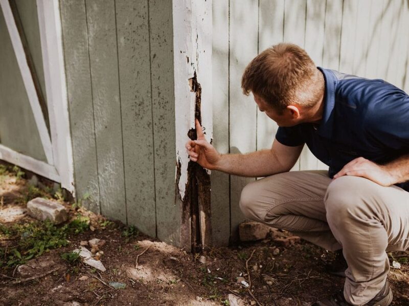 Inspection of Termites in Your Home