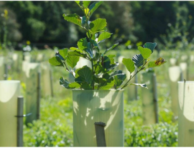How to grow trees in the UK to help the environment