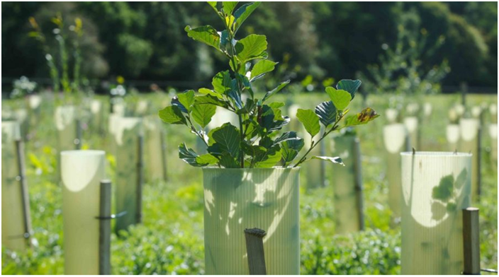 How to grow trees in the UK to help the environment