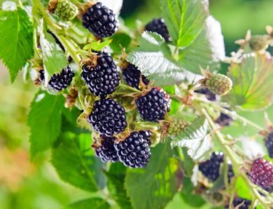 All What You Should Know About Blackberry Plants