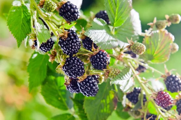 All What You Should Know About Blackberry Plants