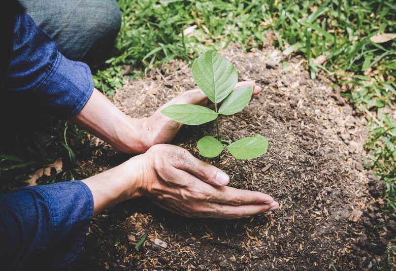 10 Amazing Rules For Reforestation And Carbon Footprint Optimization