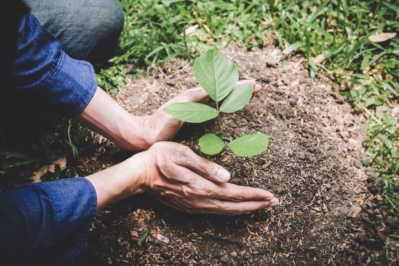 10 Amazing Rules For Reforestation And Carbon Footprint Optimization