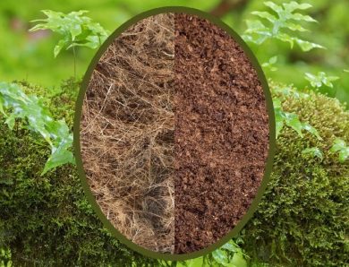 Coco Peat vs Coco Coir: What’s the Difference?