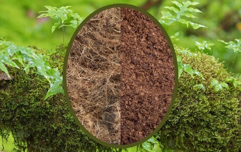 Coco Peat vs Coco Coir: What’s the Difference?
