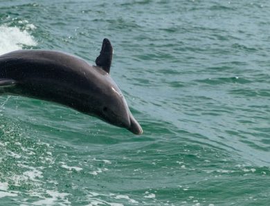 Swimming with dolphins in Punta Cana Oceans Adventure Park