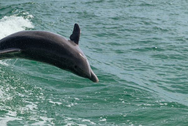 Swimming with dolphins in Punta Cana Oceans Adventure Park