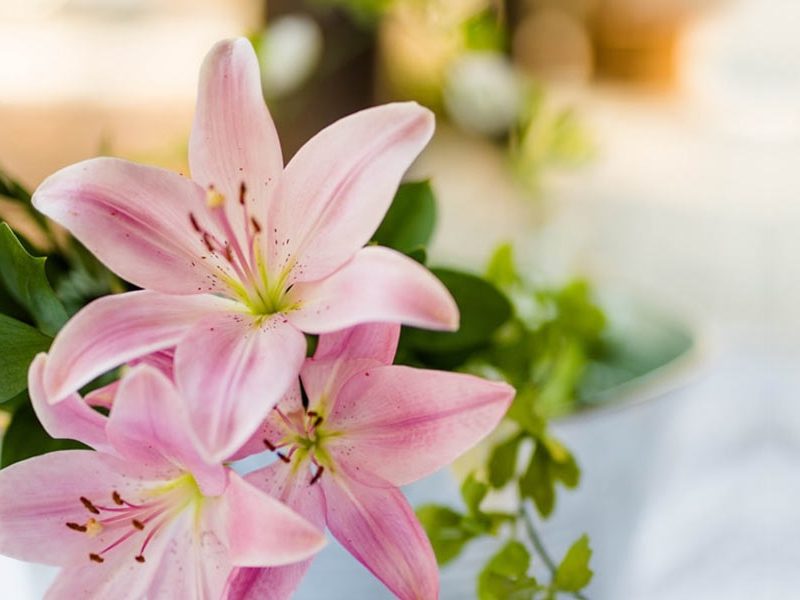 how having lilies boosts positivity