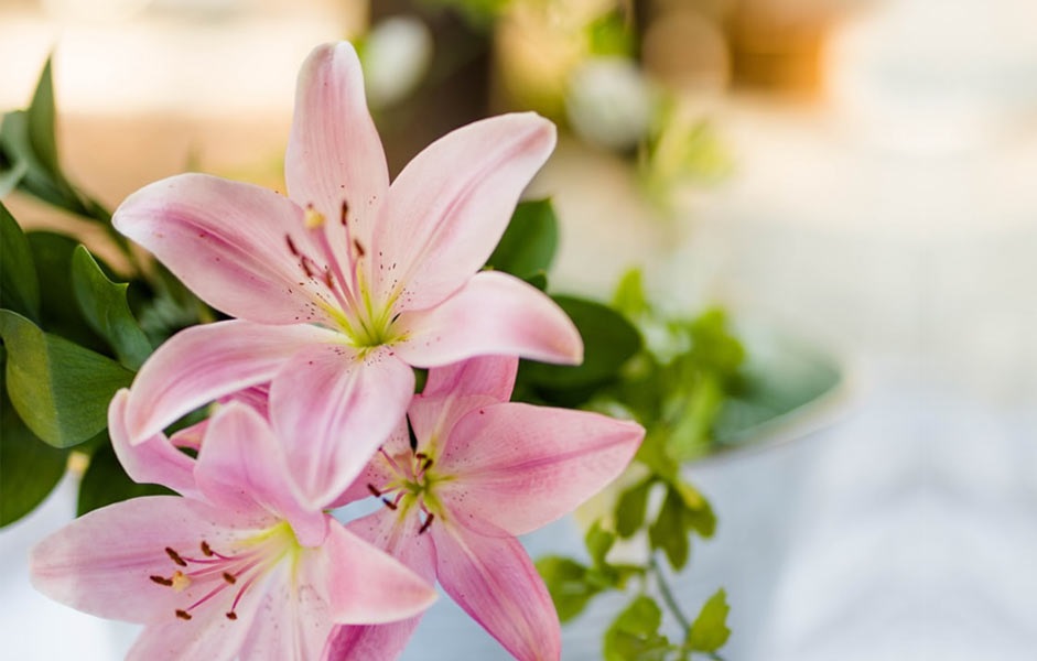 how having lilies boosts positivity Connect Green