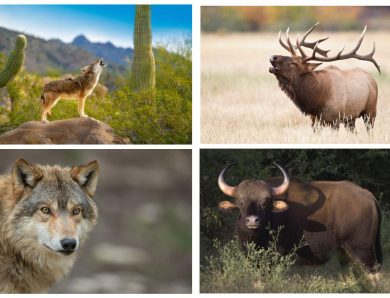 Yellowstone National Park – Iconic Wildlife Preservation