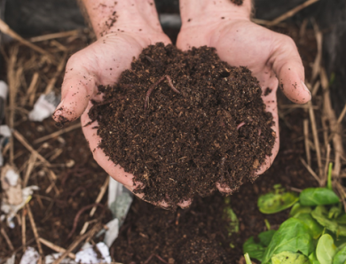 Exploring the Environmental Benefits of Vermicomposting