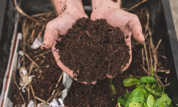 Exploring the Environmental Benefits of Vermicomposting