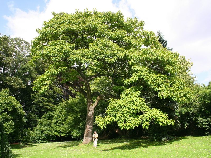 An Insight on Paulownia Elongata Species 