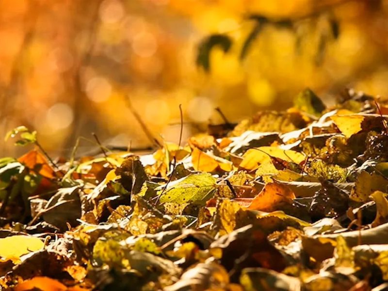 Understanding the Natural Timeline of Leaf Decomposition