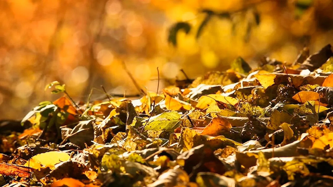 trusted brush clearing services in Los Angeles, CA