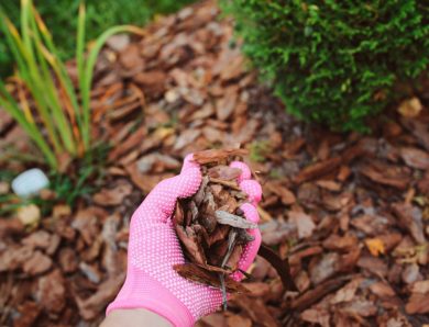 The Benefits of Gold Coast Mulch: A Complete Guide