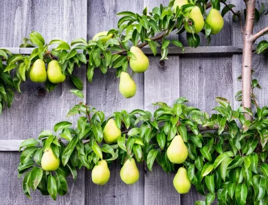 From Tradition to Trend: The Revival of Espalier Fruit Trees