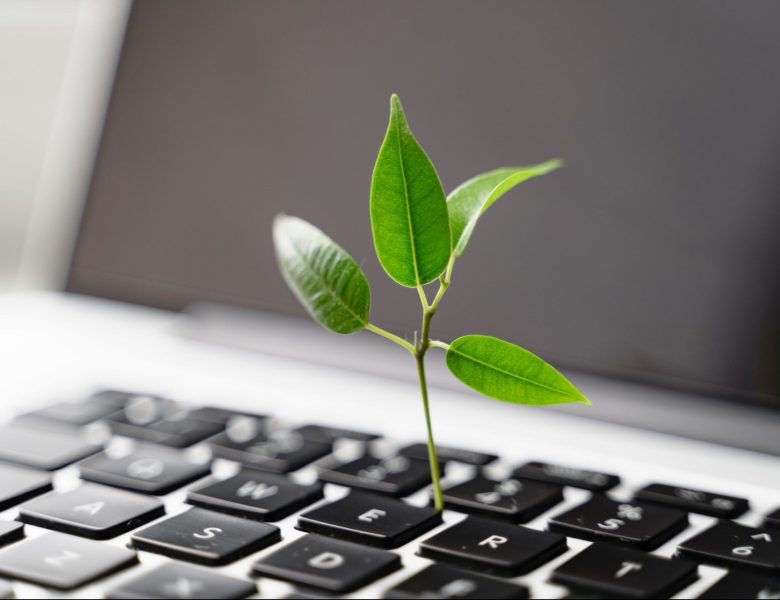 The Powerful Role of Carbon Offset Reforestation and Carbon Credit Projects in Combating Climate Change