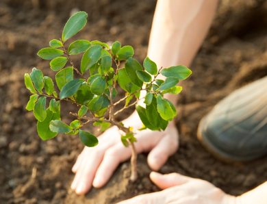 The Ultimate Guide to Tree Planting on the Gold Coast