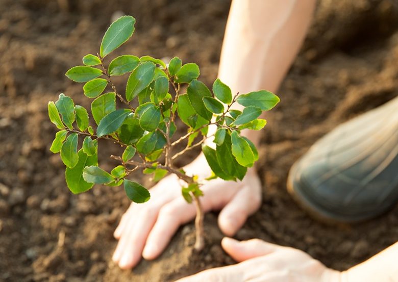 The Ultimate Guide to Tree Planting on the Gold Coast
