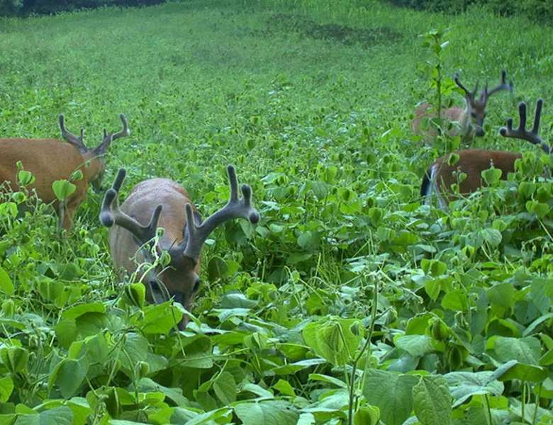 Food Plot: Forage to Attract Wildlife 