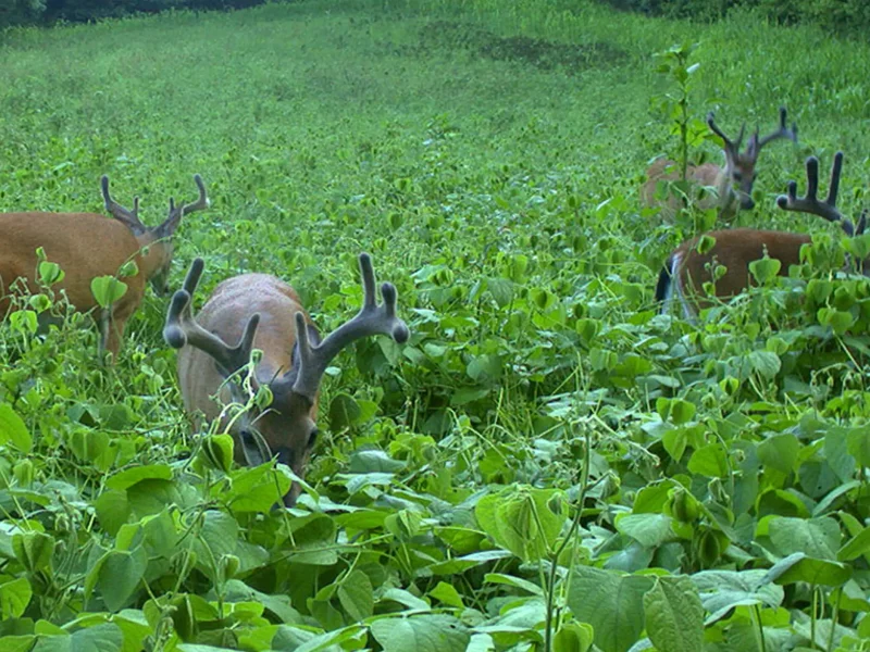 Food Plot: Forage to Attract Wildlife 