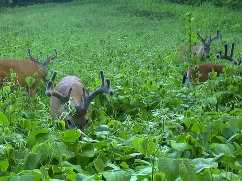 Food Plot: Forage to Attract Wildlife