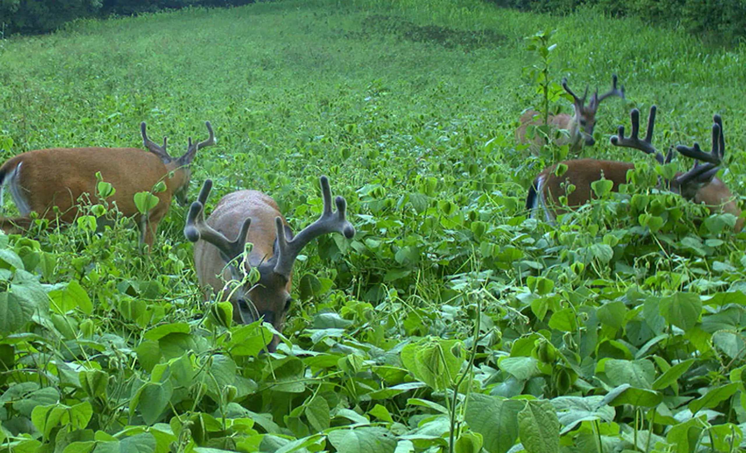 Food Plot Forage To Attract Wildlife Connect Green Food Plot Forage To Attract Wildlife Connect Green