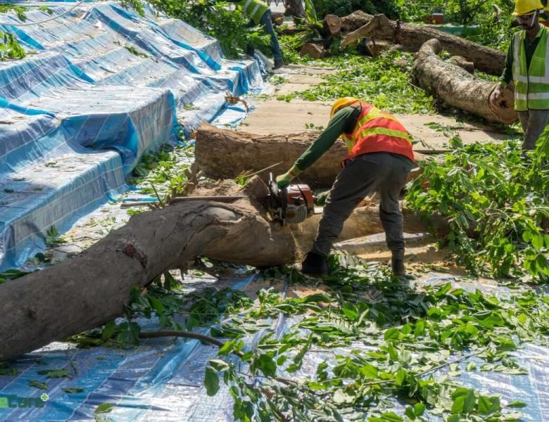 Tree Removal in Singapore: A Comprehensive Guide