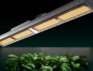 Achieving Year-Round Harvests with Hydroponics and LED Grow Lights in a Grow Tent
