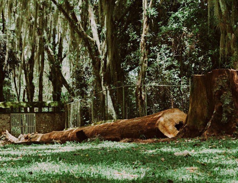 Can I Grind a Tree Stump Myself, or Should I Hire a Professional?
