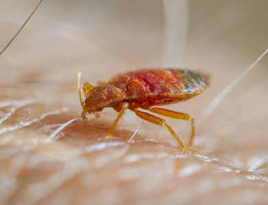 The Psychology of Bed Bug Anxiety — When the Itch is in Your Mind