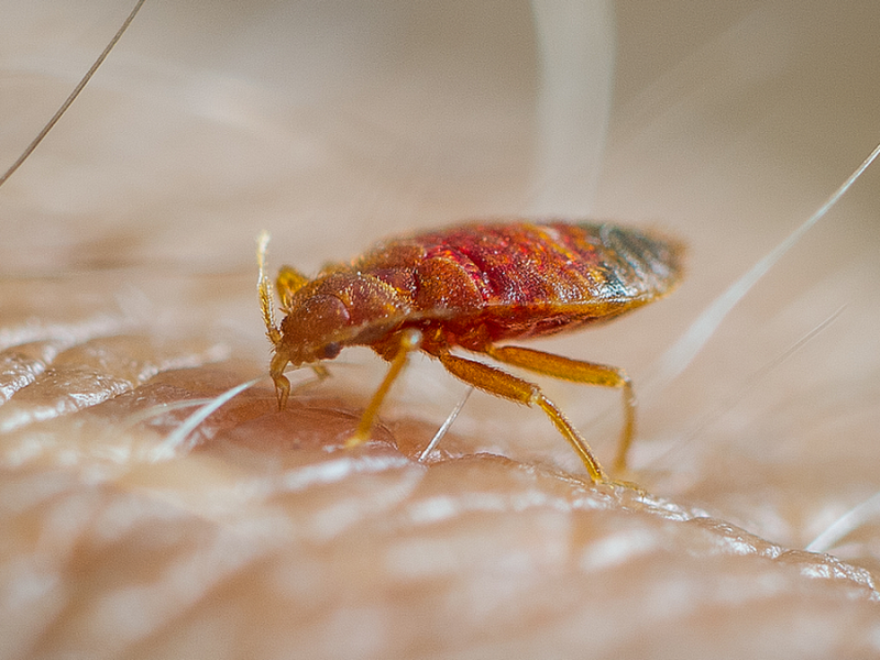The Psychology of Bed Bug Anxiety — When the Itch is in Your Mind