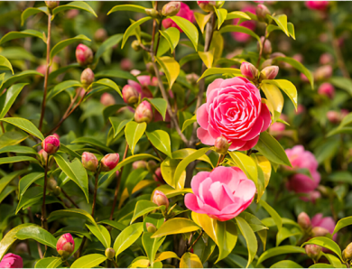Choosing the Right Companion Plants to Pair with Camellias