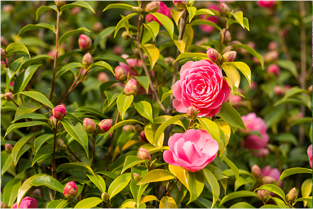 Choosing the Right Companion Plants to Pair with Camellias