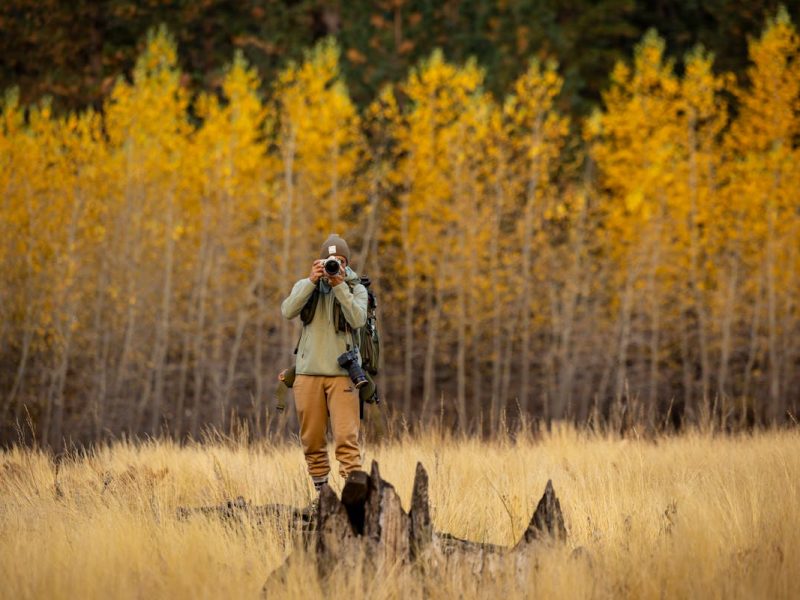 Wildlife Moments You Can Only Catch with Patience